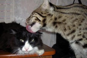 九游娱乐官网 (jiuyou)-全运会赛事口号发布体现时代精神，全运会赛事口号发布体现时代精神的句子