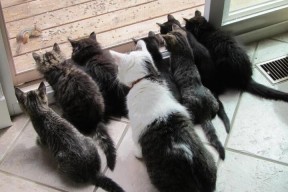 九游网页版入口-跳水动作完成度高比利时获好评，各国跳水对比