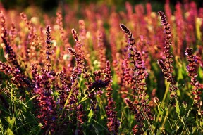 -欧洲杯夺冠战：战术指挥中的细节胜负，欧洲杯冠军之战