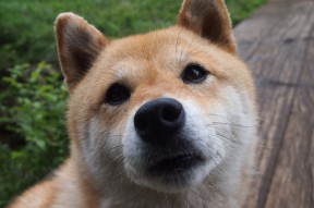 九游APP官网-中国足球国家队主教练战术体系优化，中国足球国家队现役主教练