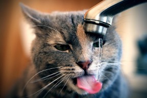 九游下载官网-朱婷为青年女排队员送上祝福，朱婷谈女排精神