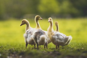 Jiu You-中国足球推动基层教练培训职业化提升执教质量，中国足球协会教练员培训管理规定