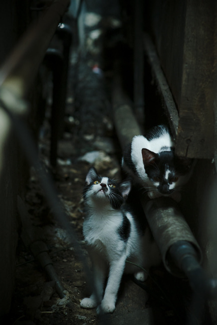 Chinese Taipei未来发展蓝图:从全能人才培养到赛事拓展,taipei of china