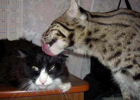 全运会赛事口号发布体现时代精神,全运会赛事口号发布体现时代精神的句子