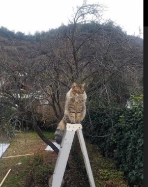 国家队战术执行细节需加强,国家队作战姿势