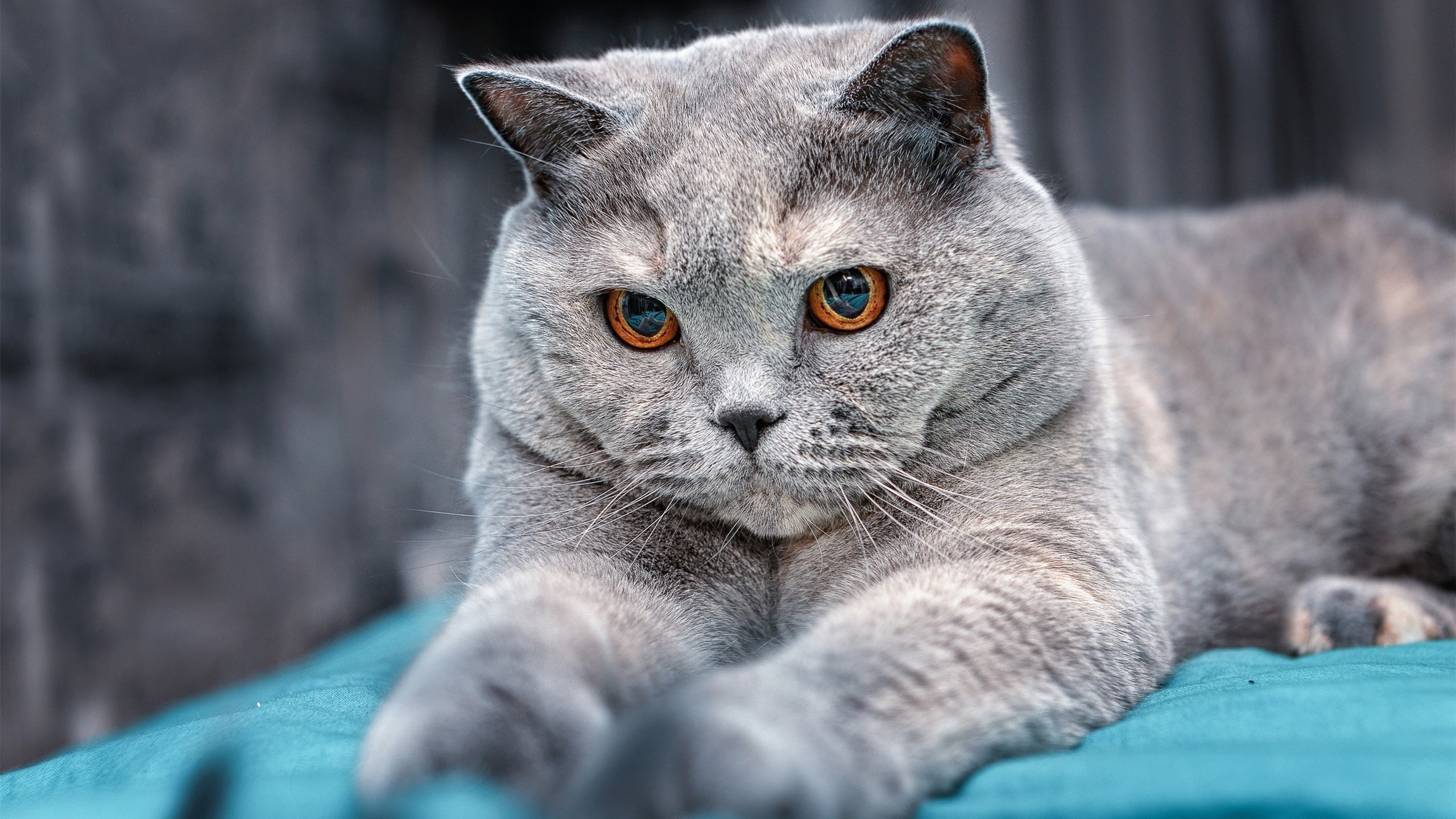 掩护后球员持球节奏变化是否能扰乱协防,篮球后掩护