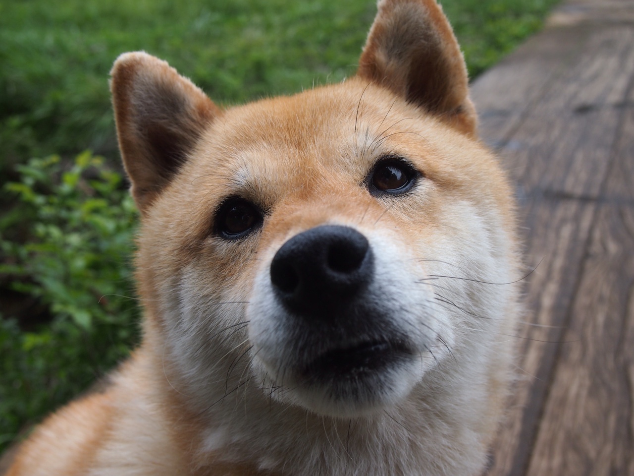 中国足球国家队主教练战术体系优化,中国足球国家队现役主教练