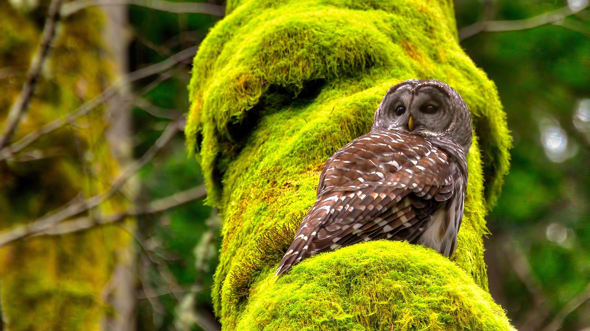 中国足球国家队主教练战术体系优化,中国足球国家队现役主教练