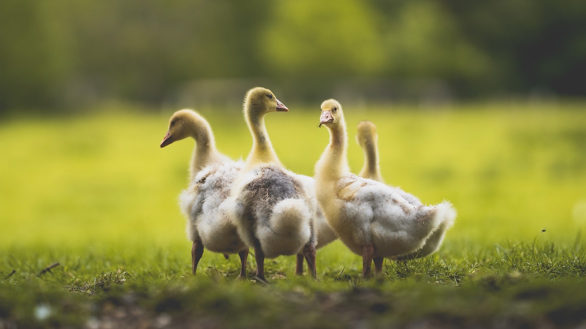 中国足球推动基层教练培训职业化提升执教质量,中国足球协会教练员培训管理规定