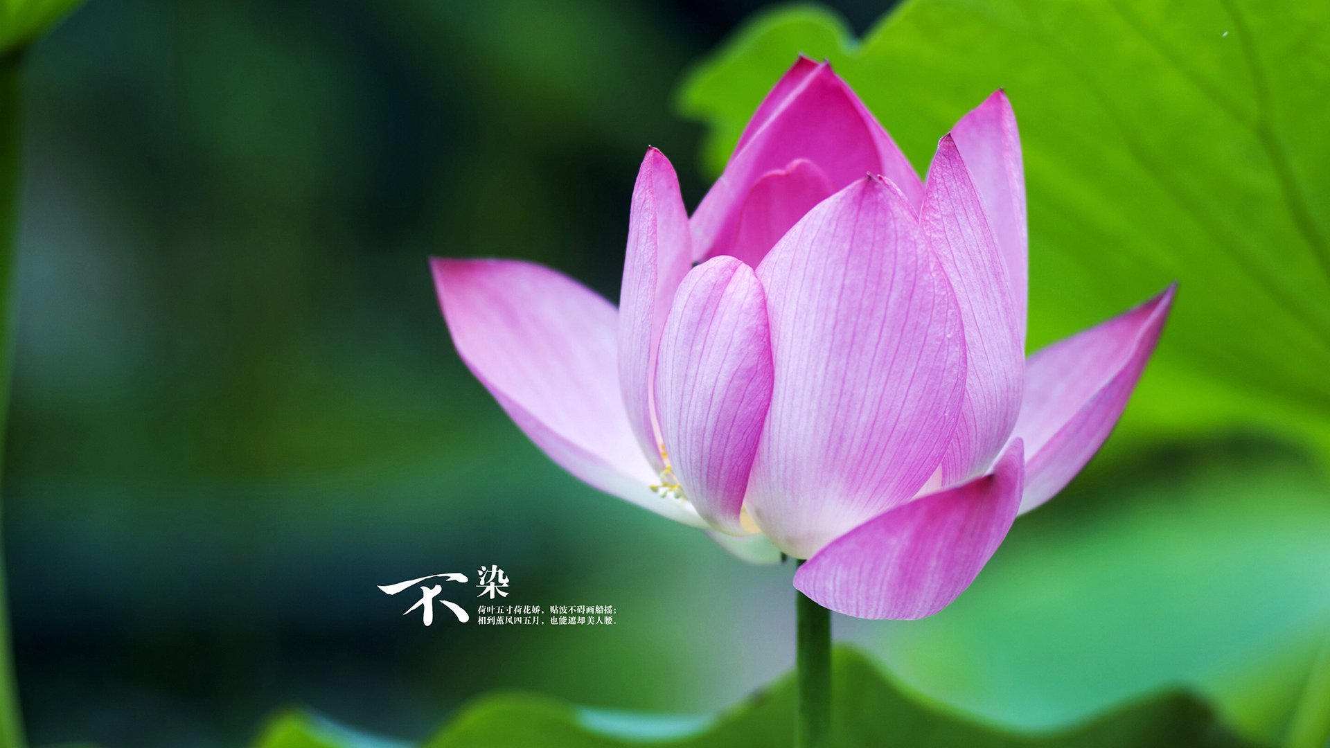 女子足球联赛开幕式盛况,2020女子足球