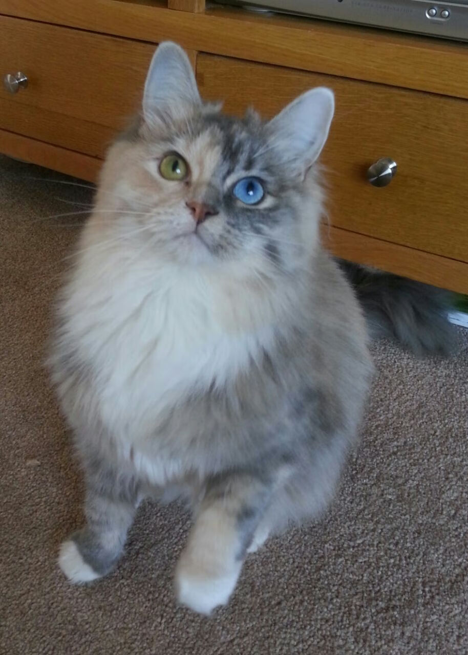 巴西队在南美预赛逐渐领跑，晋级形势良好