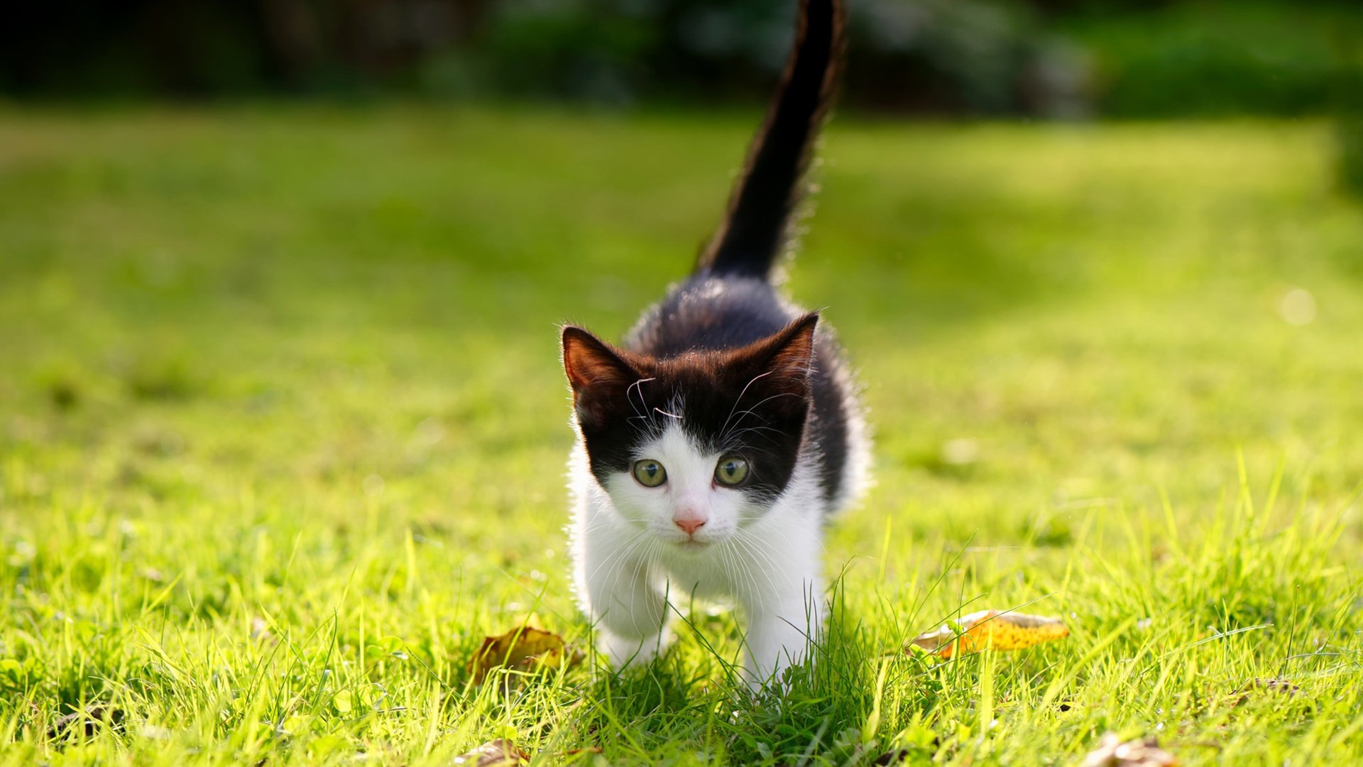 张雨霏赛前完成高强度心肺训练,张雨霏单日80分钟勇夺两金 与队友一起打破世界纪录