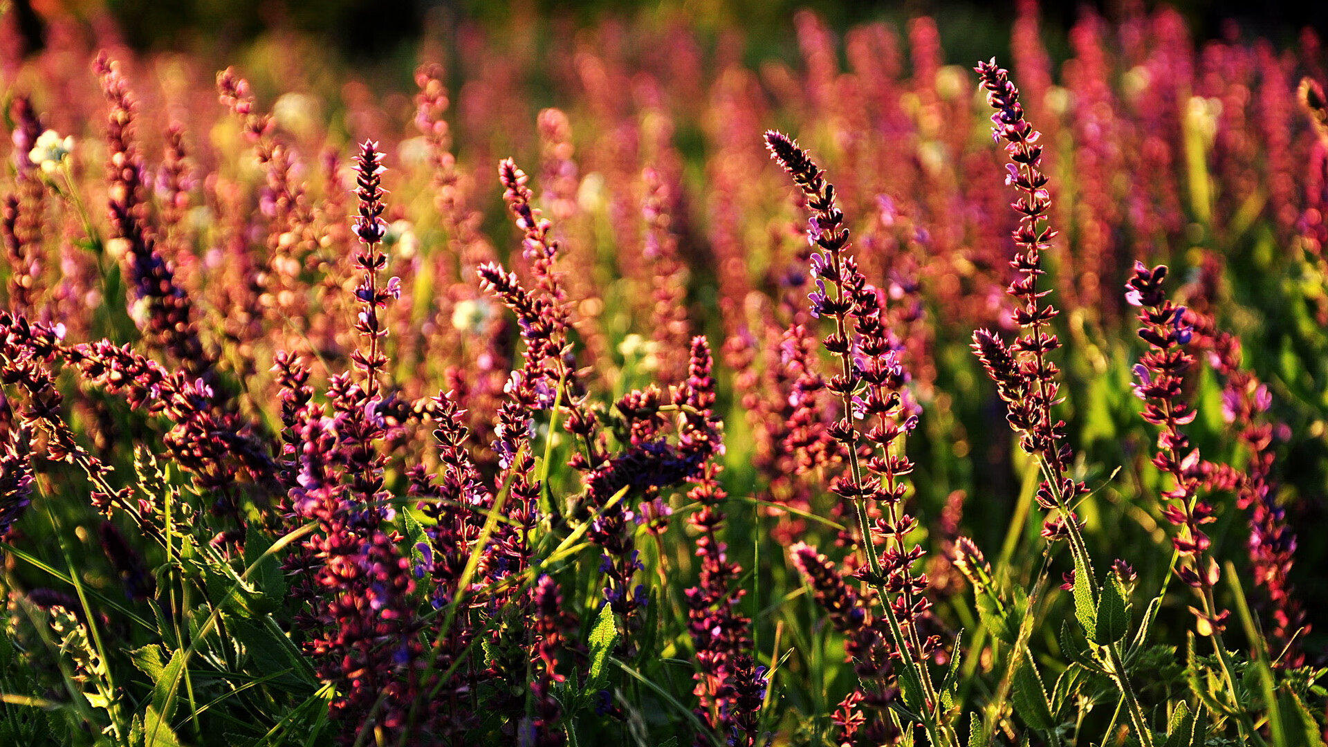 欧洲杯夺冠战:战术指挥中的细节胜负,欧洲杯冠军之战