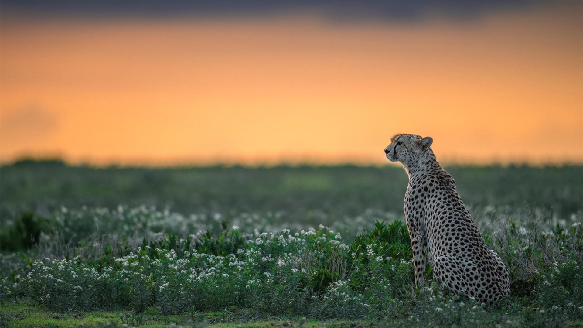 欧洲杯激战连连:战术变化引领潮流!,欧洲杯 激光